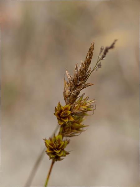 Zandzegge (Carex arenaria)